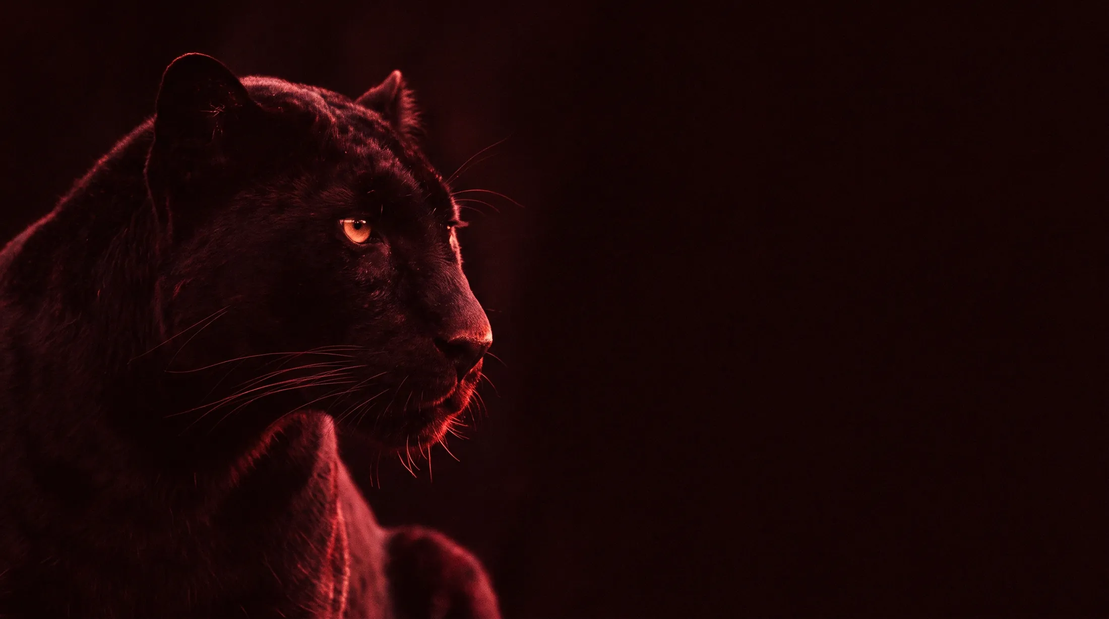 Pantera negra na penumbra, o corpo quase fundido ao fundo escuro.